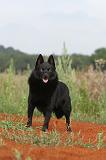 SCHIPPERKE 222